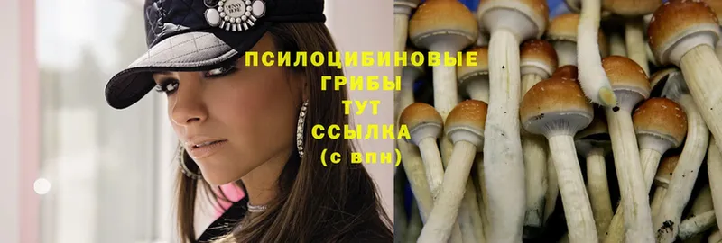 как найти   Любим  Псилоцибиновые грибы Magic Shrooms 